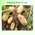 Shandong Boren Good Quality Fresh Potato